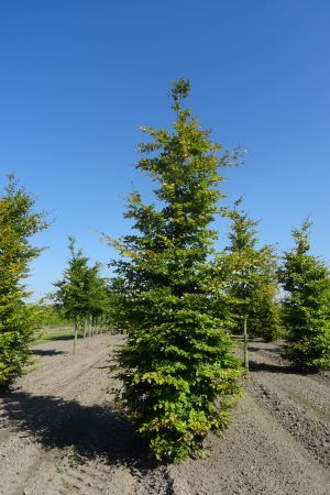 Fagus-sylvatica-geveerd-20-25-30-3