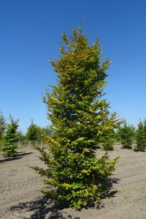 Fagus-sylvatica-geveerd-20-25-30-4