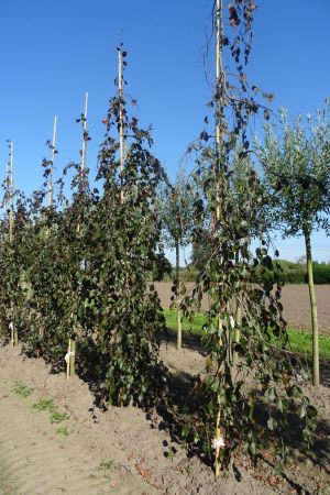 Fagus-s-Black-Swan-geveerd-12-14-16