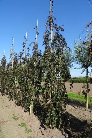 Fagus-s-Black-Swan-geveerd-14-16-18