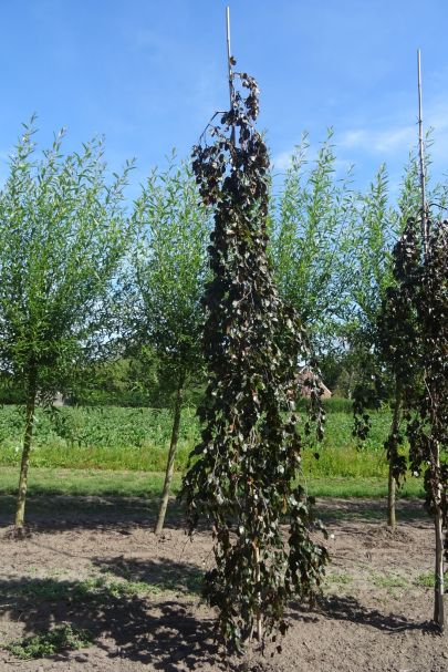 Fagus sylvatica 'Black Swan' GEV