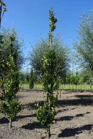 Fagus-s-Dawyck-geveerd-12-14-16