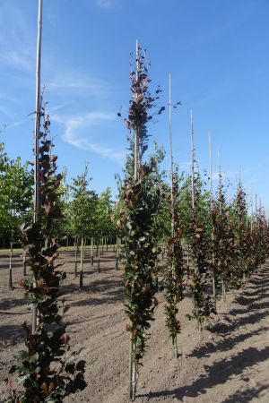 Fagus-s-Dawyck-Purple-geveerd-10-12-14-2