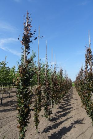 Fagus-s-Dawyck-Purple-geveerd-10-12-14