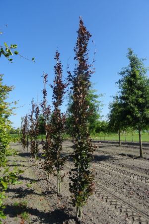 Fagus-s-Dawyck-Purple-geveerd-12-14-16