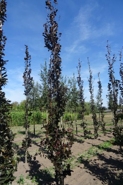 Fagus sylvatica 'Dawyck Purple' GEV