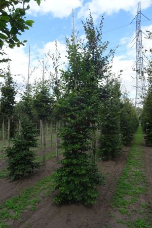 1_Fagus-sylvatica-geveerd-14-18