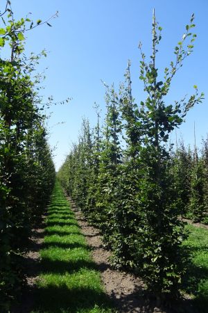 Fagus-sylvatica-geveerd-12-16-2