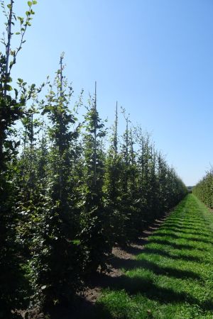 Fagus-sylvatica-geveerd-12-16