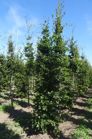 Fagus-sylvatica-geveerd-14-18