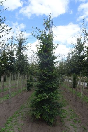 Fagus-sylvatica-geveerd-16-20
