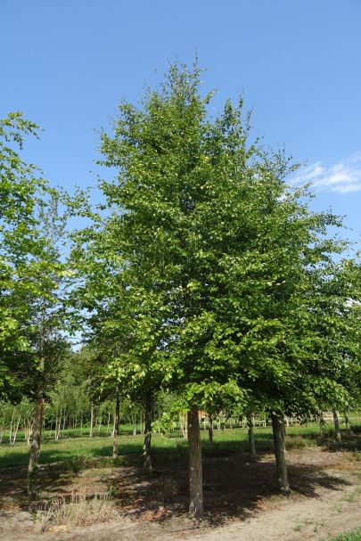 Fagus sylvatica HO