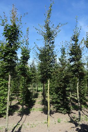 1_Fagus-sylvatica-ho-14-18