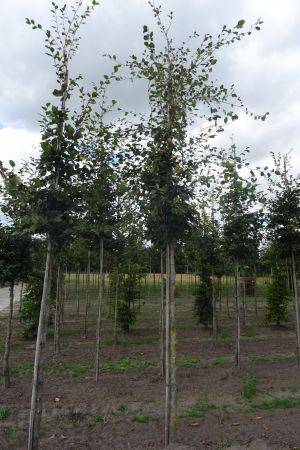 2_Fagus-sylvatica-ho-14-18