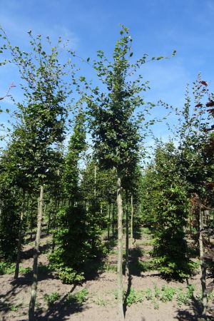 2_Fagus-sylvatica-ho-16-20