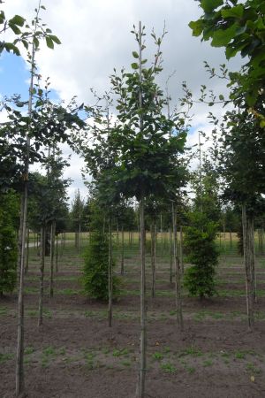 Fagus-sylvatica-ho-12-16