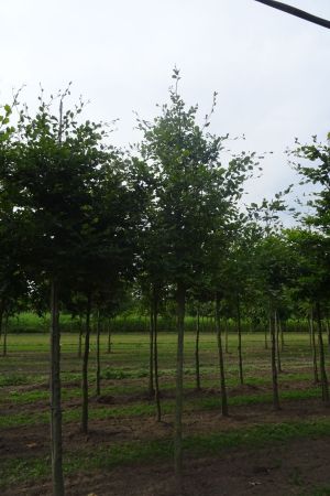 Fagus-sylvatica-ho-16-20-2