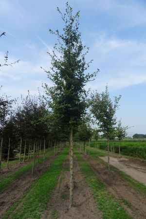 Fagus-sylvatica-ho-16-20