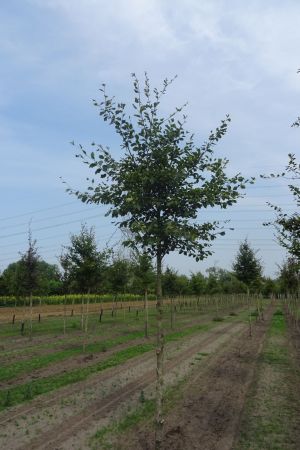 Fagus-sylvatica-ho-18-25-2