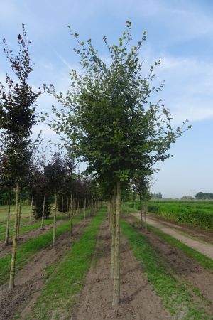 Fagus-sylvatica-ho-18-25