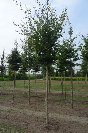 Fagus-sylvatica-ho-20-30