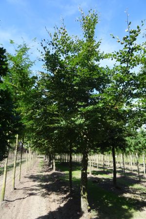 Fagus-sylvatica-ho-40-60-2
