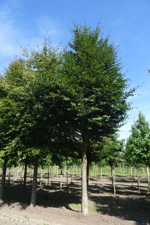 Fagus-sylvatica-ho-40-60-3