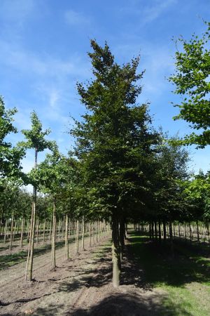 Fagus-sylvatica-ho-40-60