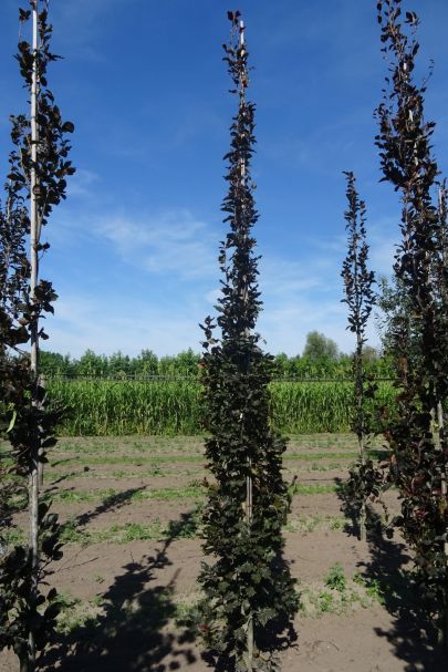 Fagus sylvatica 'Rohan Obelisk' gev
