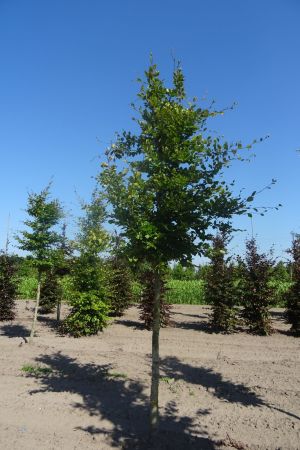 Fagus-sylvatica-ho-18-20-25