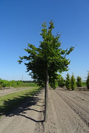 Fagus-sylvatica-ho-20-25-30