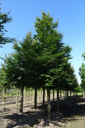 Fagus-sylvatica-ho-35-40-50