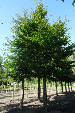 Fagus-sylvatica-ho-35-40-50