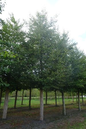 Fagus-sylvatica-ho-50-70