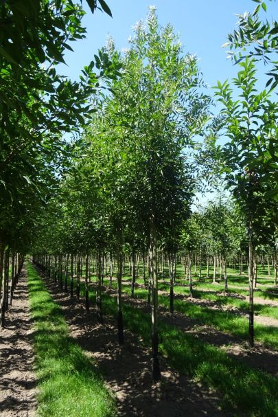 Fraxinus angustifolia 'Raywood' HO