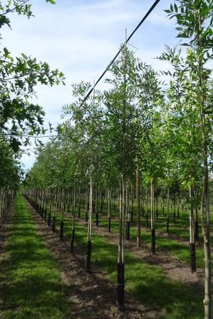 Fraxinus-a-Raywood-ho-12-16