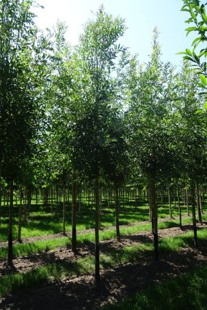 Fraxinus-a-Raywood-ho-14-18