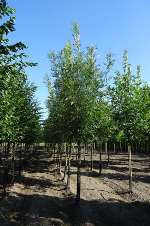 Fraxinus-a-Raywood-ho-14-16-18