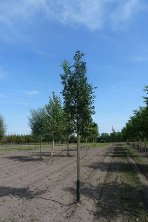 Fraxinus-e-Altena-ho-16-18-20