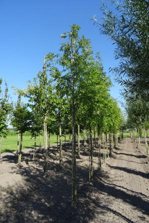 Fraxinus-excelsior-ho-14-16-18