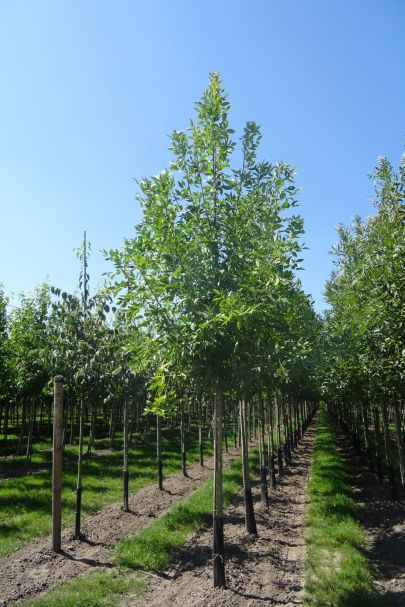 Fraxinus pennsylvanica 'Summit' HO