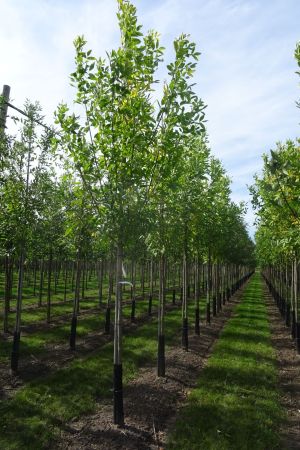 Fraxinus-p-Summit-ho-12-16