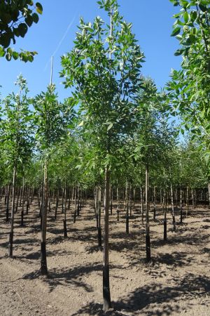 Fraxinus-p-Summit-ho-14-16-18