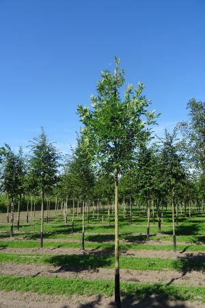 Fraxinus-p-Summit-ho-16-20