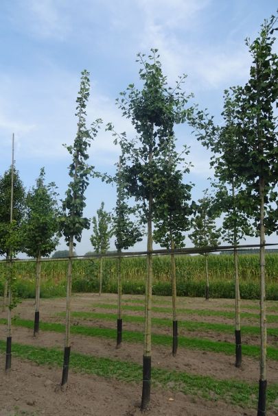 Ginkgo biloba HO