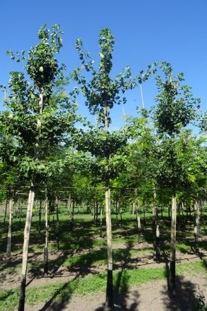 Ginkgo-biloba-ho-16-20