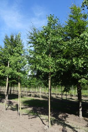 Ginkgo-biloba-ho-18-25