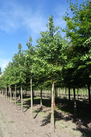 Ginkgo-biloba-ho-20-25