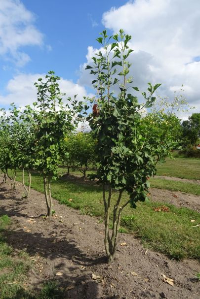 Ginkgo biloba MRSTAM