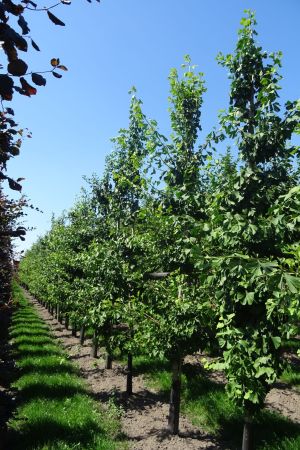 Ginkgo-biloba-geveerd-12-16